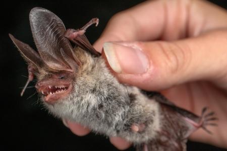 27. Mezinárodní noc pro netopýry, Sloup v Moravském krasu