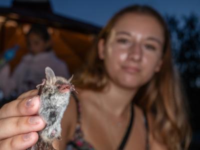 27. Mezinárodní noc pro netopýry, Sloup v Moravském krasu