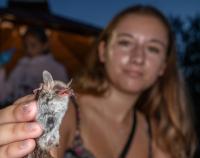 27. Mezinárodní noc pro netopýry, Sloup v Moravském krasu